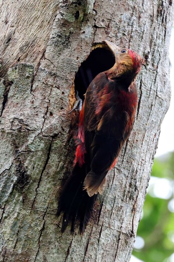 Okinawa Woodpecker Hijiotaki Sat, 4/6/2024