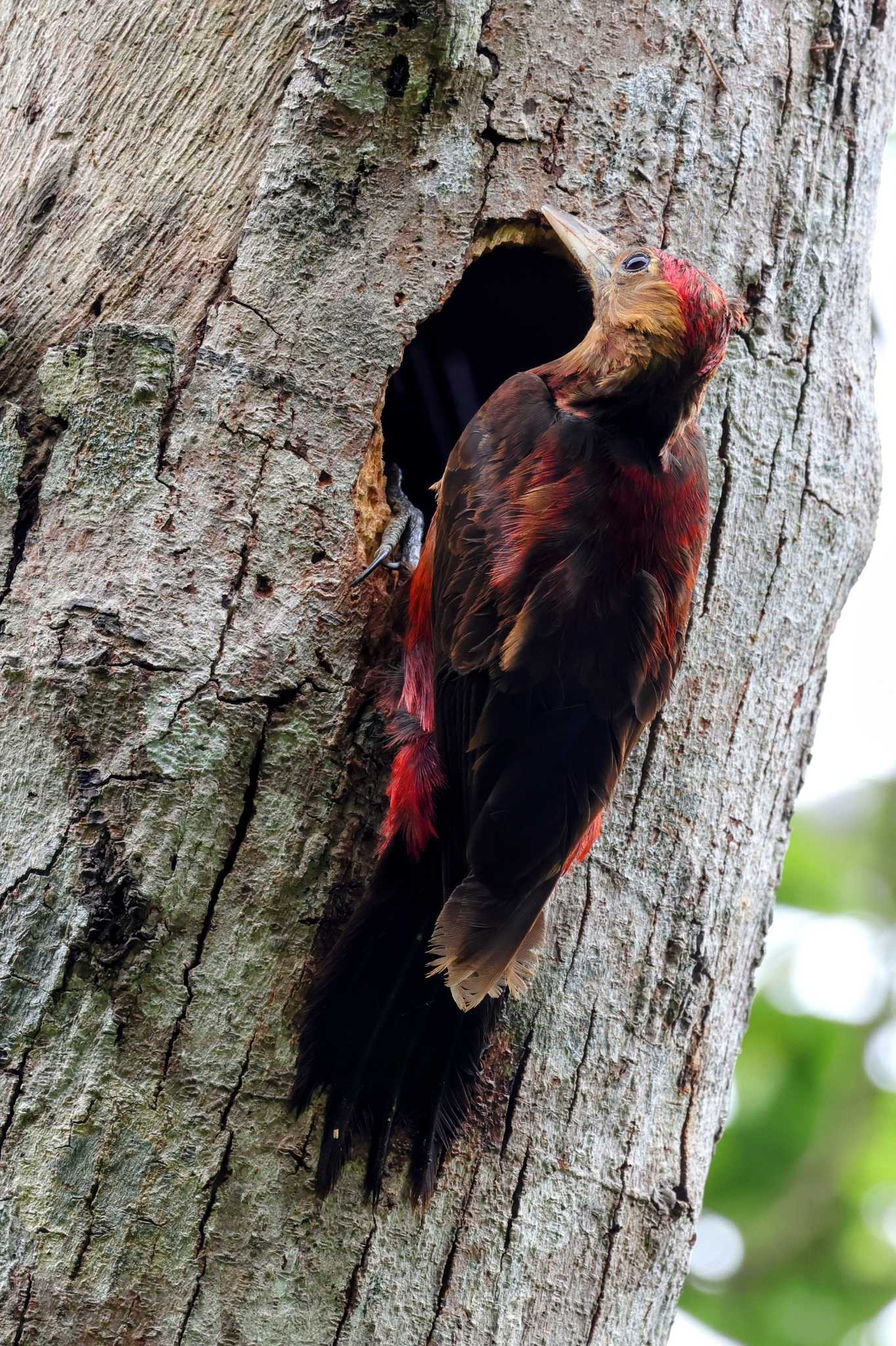 Photo of Okinawa Woodpecker at Hijiotaki by トビトチヌ