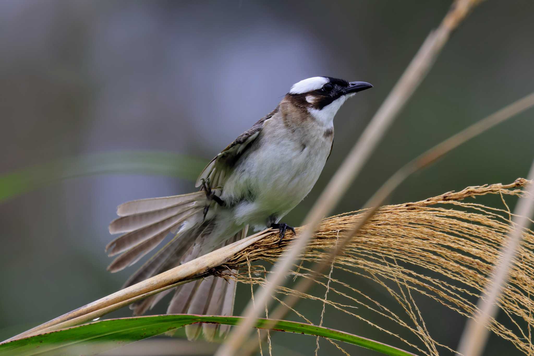 Photo of Light-vented Bulbul at Hijiotaki by トビトチヌ