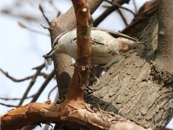 Eurasian Nuthatch 千歳市サーモンバーク Thu, 4/11/2024