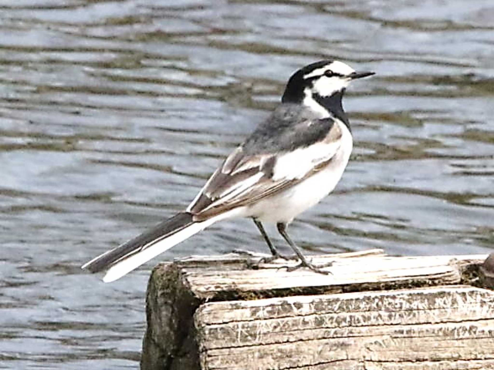 Photo of White Wagtail at 千歳市サーモンバーク by キムドン