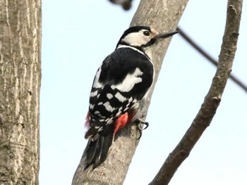 Great Spotted Woodpecker 千歳市サーモンバーク Thu, 4/11/2024