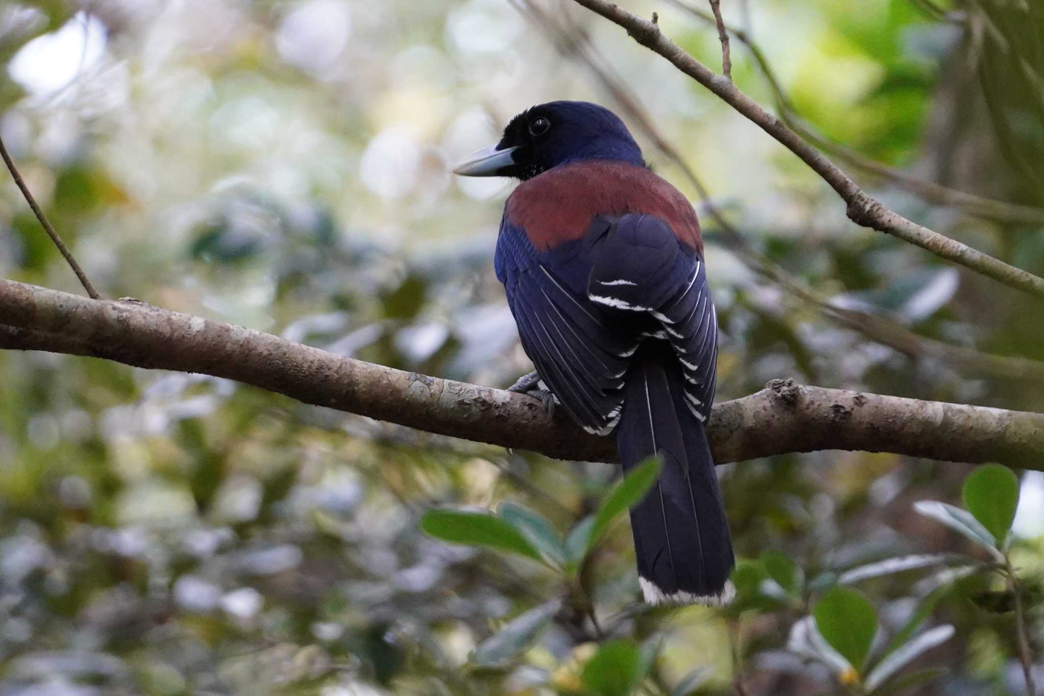 Photo of Lidth's Jay at Amami Nature Observation Forest by TAGAMEDORI