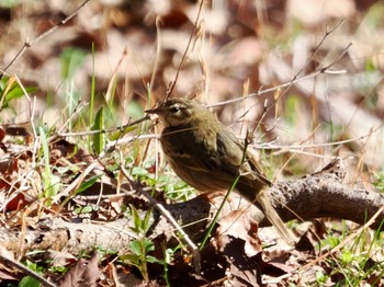 Olive-backed Pipit Saitama Prefecture Forest Park Wed, 4/10/2024