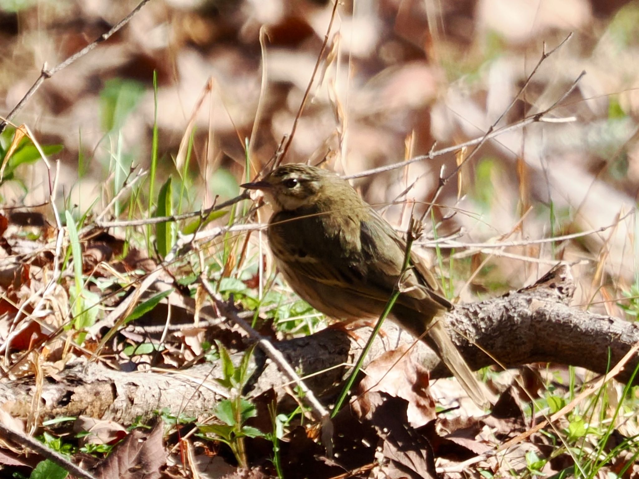 Olive-backed Pipit