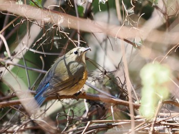 Red-flanked Bluetail Saitama Prefecture Forest Park Wed, 4/10/2024