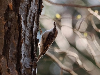 Eurasian Treecreeper Saitama Prefecture Forest Park Wed, 4/10/2024