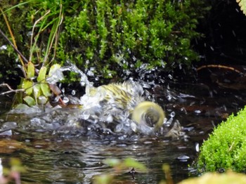 Eurasian Siskin 丸火自然公園 Sun, 4/7/2024