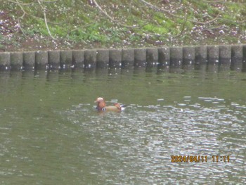 Mandarin Duck DIC川村記念美術館庭園 Thu, 4/11/2024