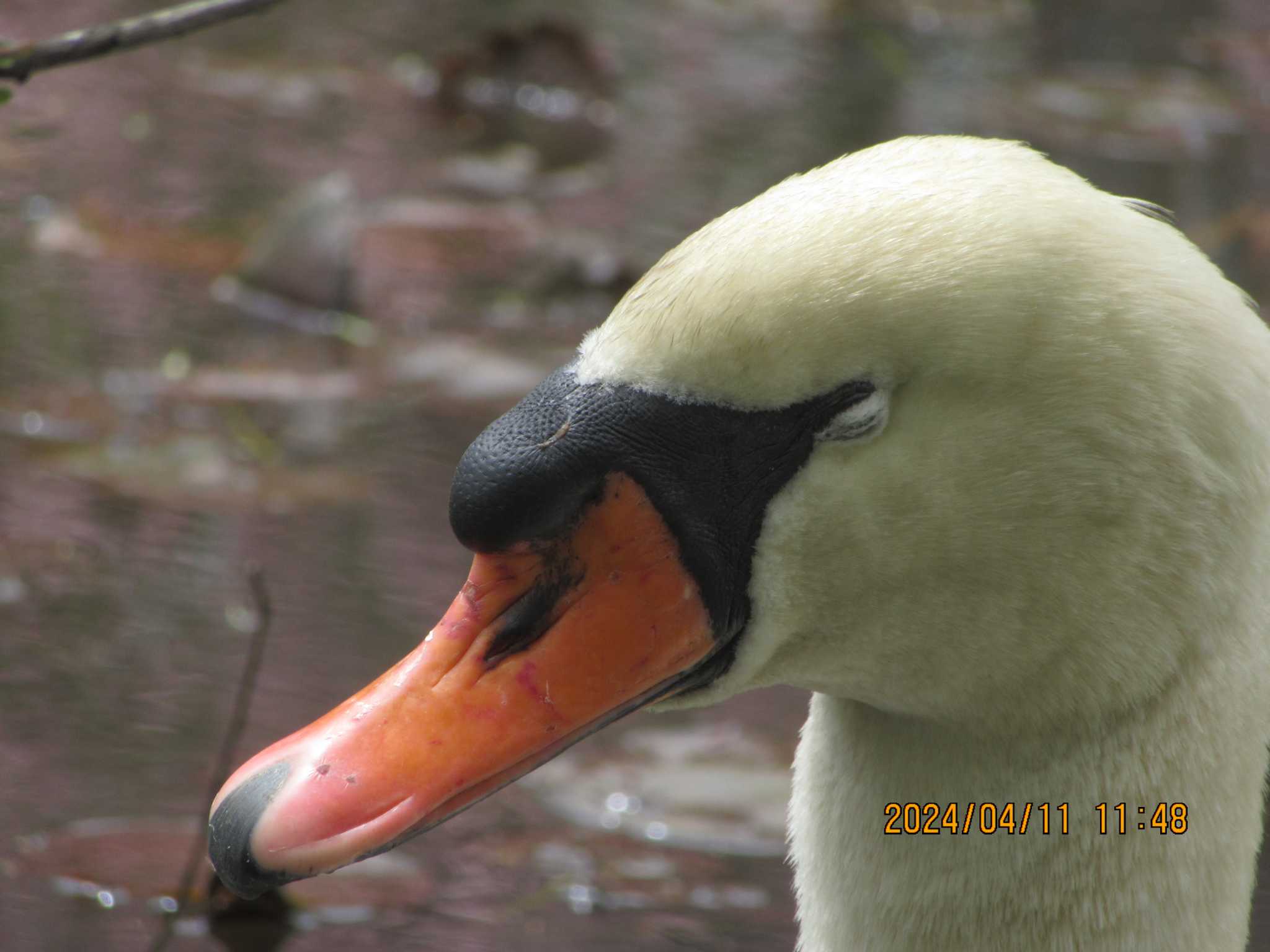 Photo of Mute Swan at DIC川村記念美術館庭園 by バンケン