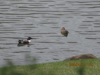 Northern Shoveler DIC川村記念美術館庭園 Thu, 4/11/2024