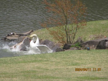 Mute Swan DIC川村記念美術館庭園 Thu, 4/11/2024