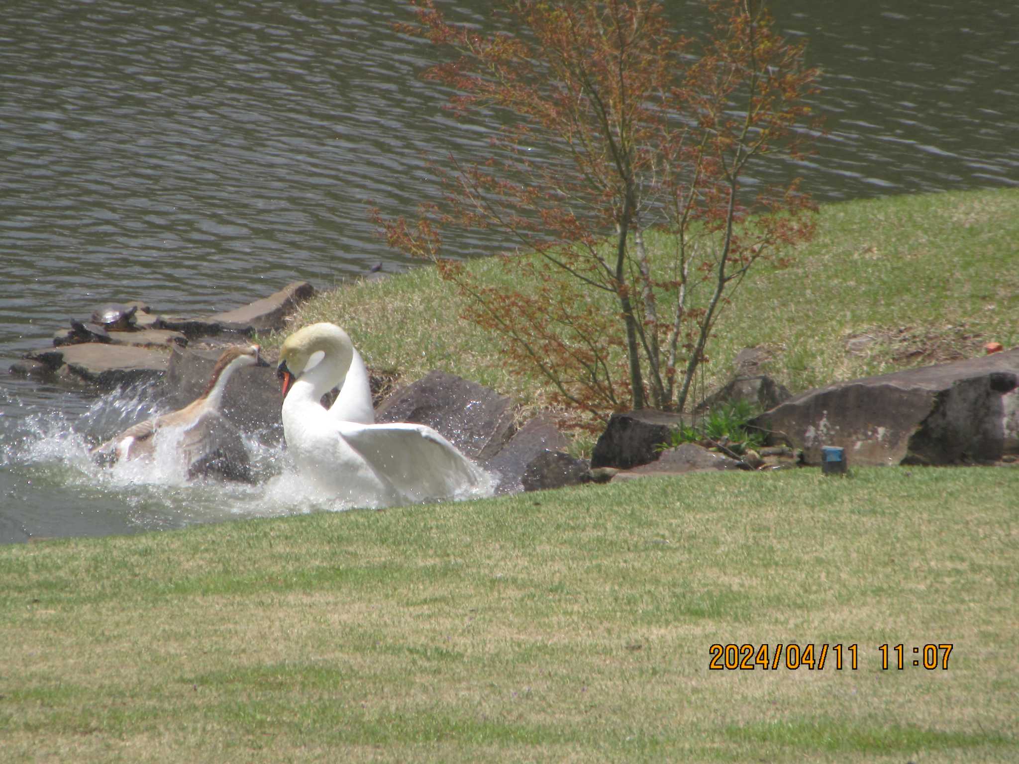 Mute Swan