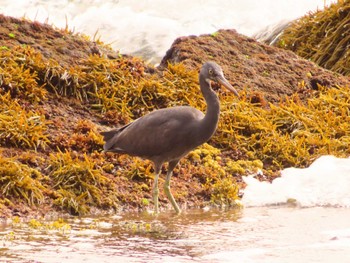 Pacific Reef Heron 真鶴岬 Tue, 4/2/2024