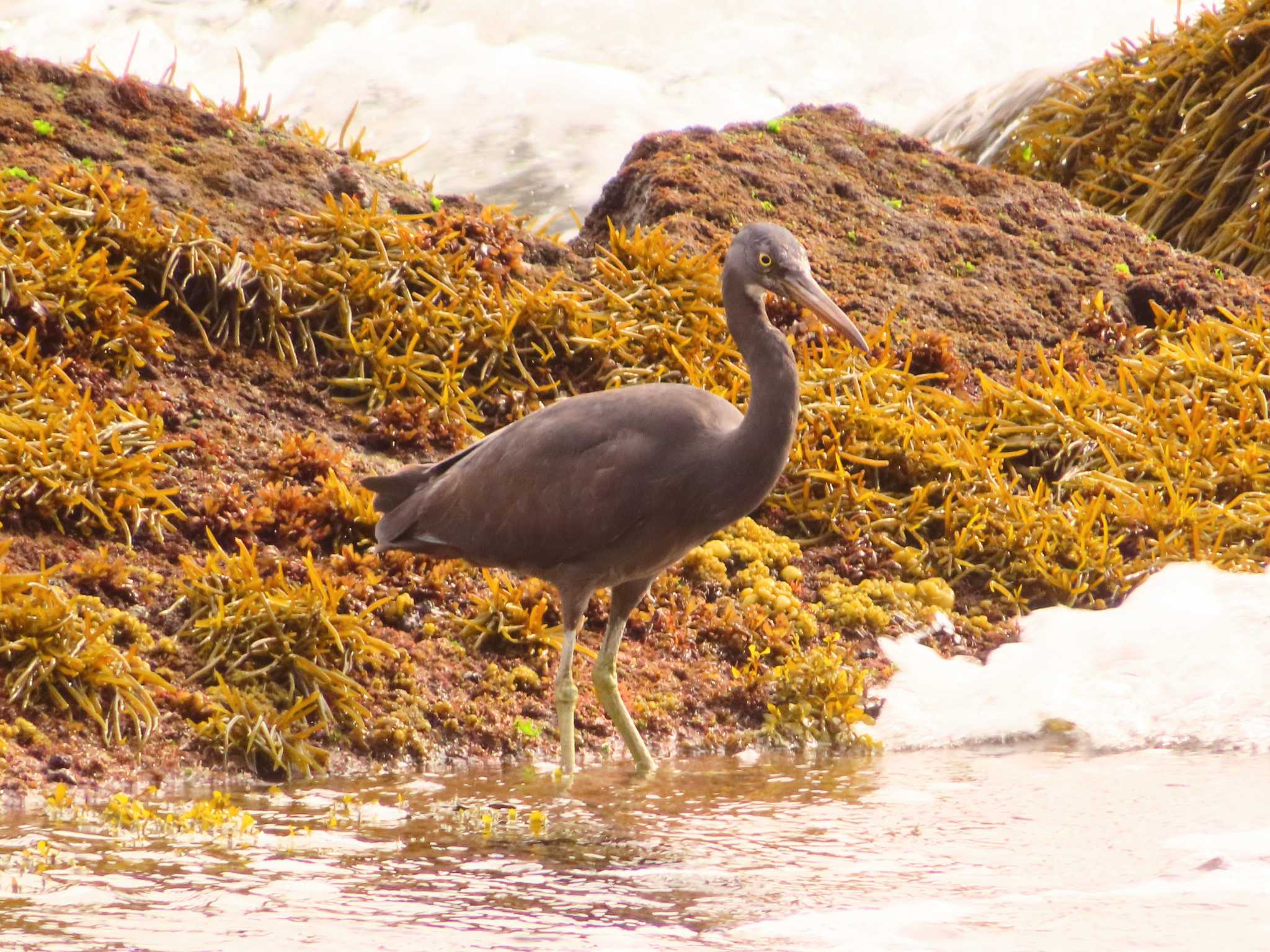 Photo of Pacific Reef Heron at 真鶴岬 by ゆ