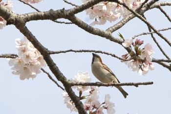 Russet Sparrow 奈良　馬見丘陵公園 Sat, 4/6/2024