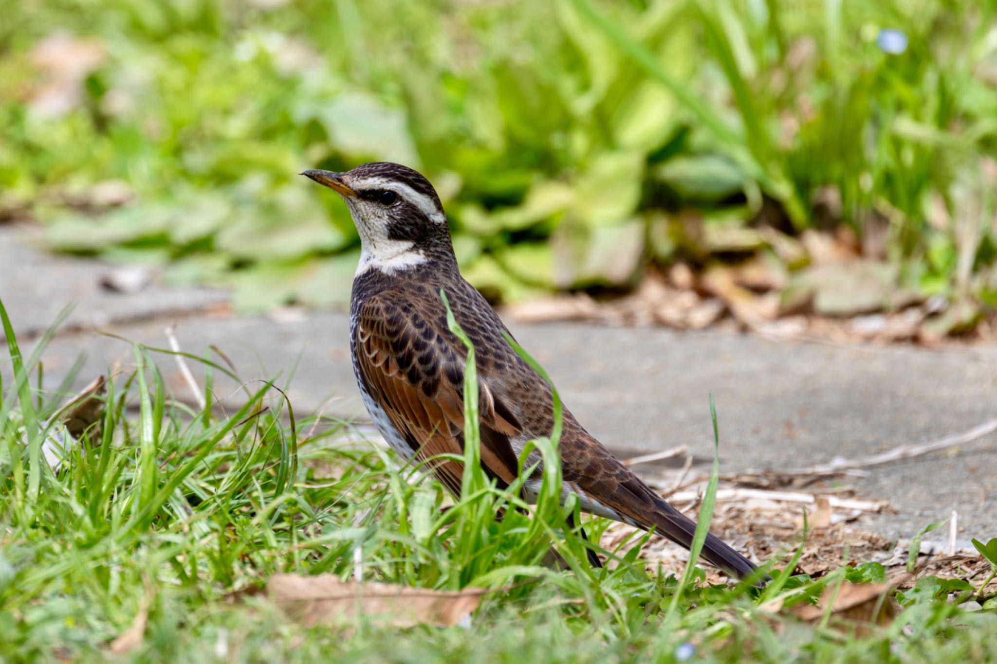 Photo of Dusky Thrush at Akigase Park by Tomo