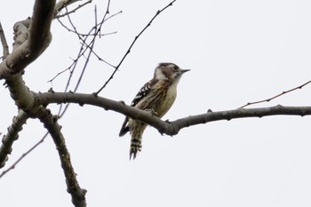 Japanese Pygmy Woodpecker Akigase Park Thu, 4/11/2024