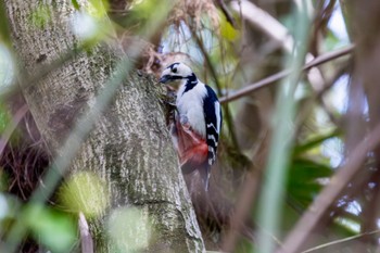 アカゲラ 秋ヶ瀬公園 2024年4月11日(木)