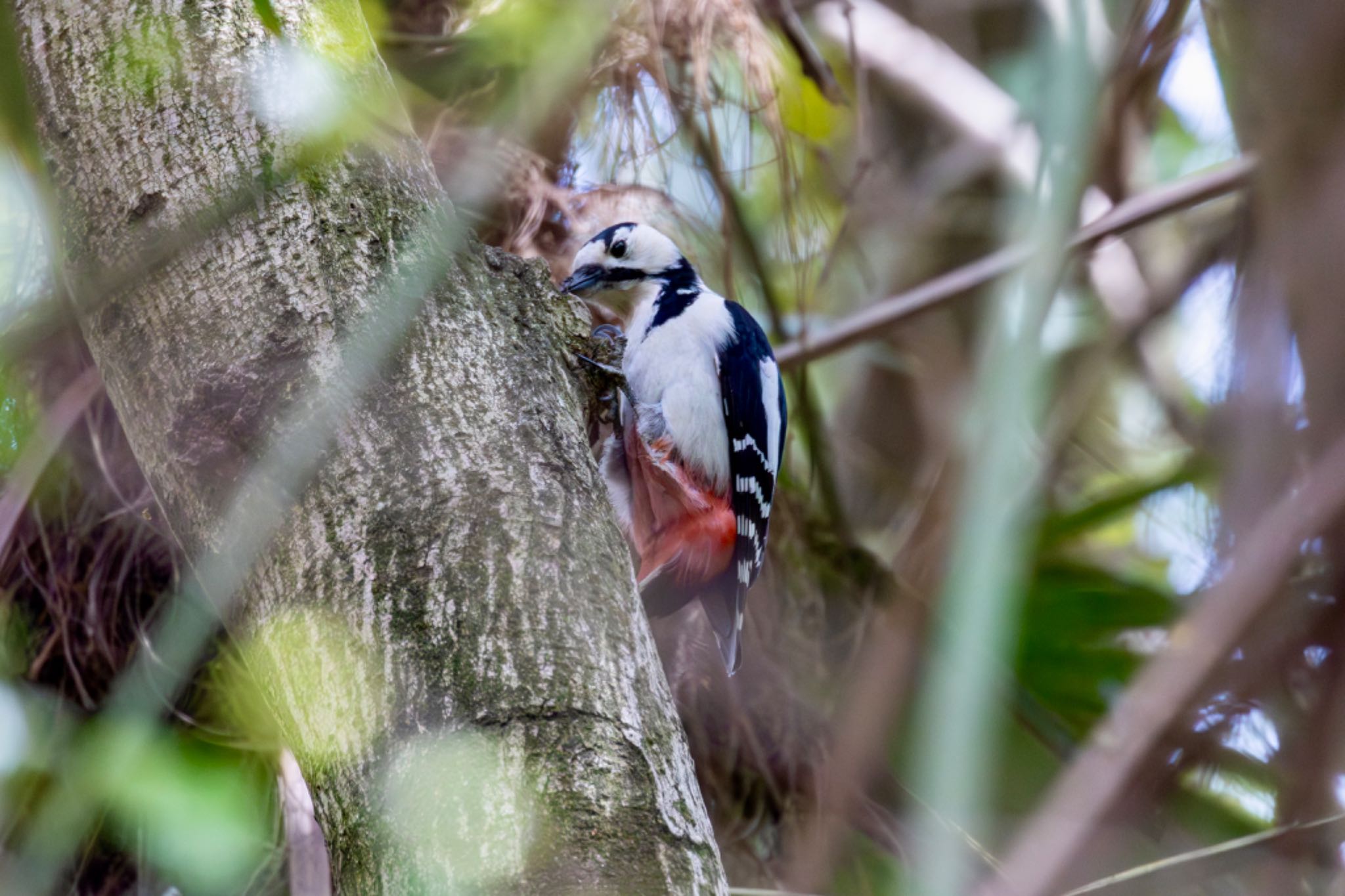 Photo of Great Spotted Woodpecker at Akigase Park by Tomo