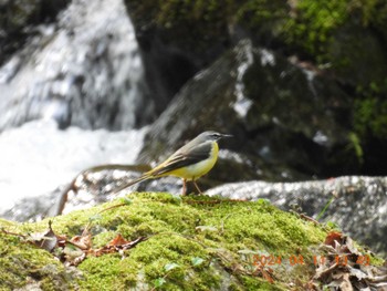 Grey Wagtail 養老公園 Thu, 4/11/2024