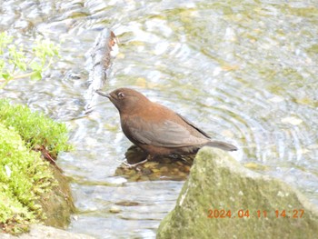 カワガラス 養老公園 2024年4月11日(木)