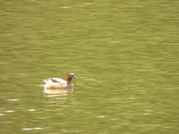 カイツブリ 三重県亀山公園 2024年4月11日(木)