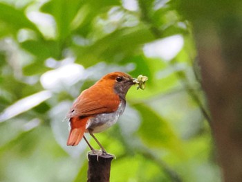 Ryukyu Robin Amami Nature Observation Forest Thu, 4/11/2024