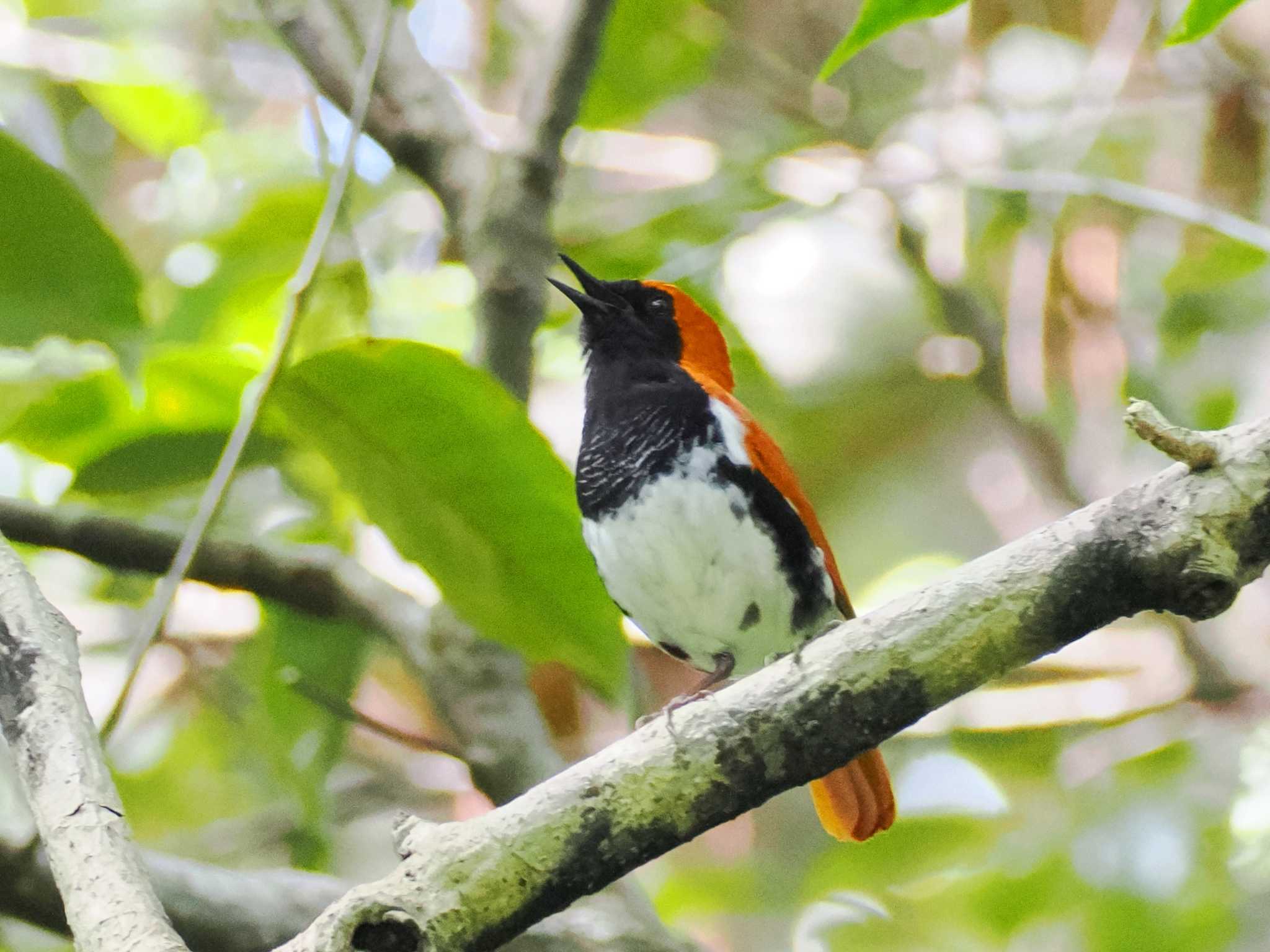 Photo of Ryukyu Robin at Amami Nature Observation Forest by ぴろり