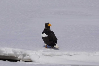 Steller's Sea Eagle 石狩川 Sat, 3/16/2024