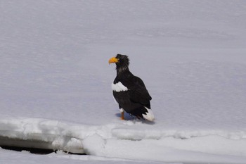 Steller's Sea Eagle 石狩川 Sat, 3/16/2024