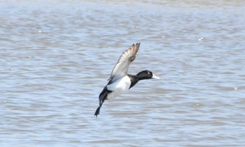 Tufted Duck Kasai Rinkai Park Wed, 4/10/2024