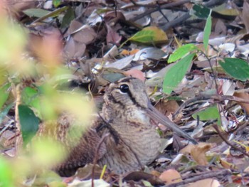 Eurasian Woodcock 庄内緑地公園 Sun, 4/7/2024