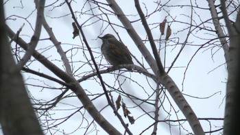 Sun, 12/23/2018 Birding report at Oizumi Ryokuchi Park