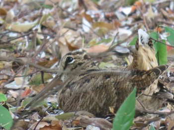 Eurasian Woodcock 庄内緑地公園 Sun, 4/7/2024