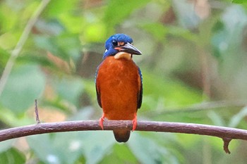 ルリカワセミ ベトナム 2024年4月3日(水)