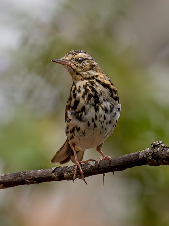 Olive-backed Pipit 芦屋市総合公園 Sat, 4/6/2024