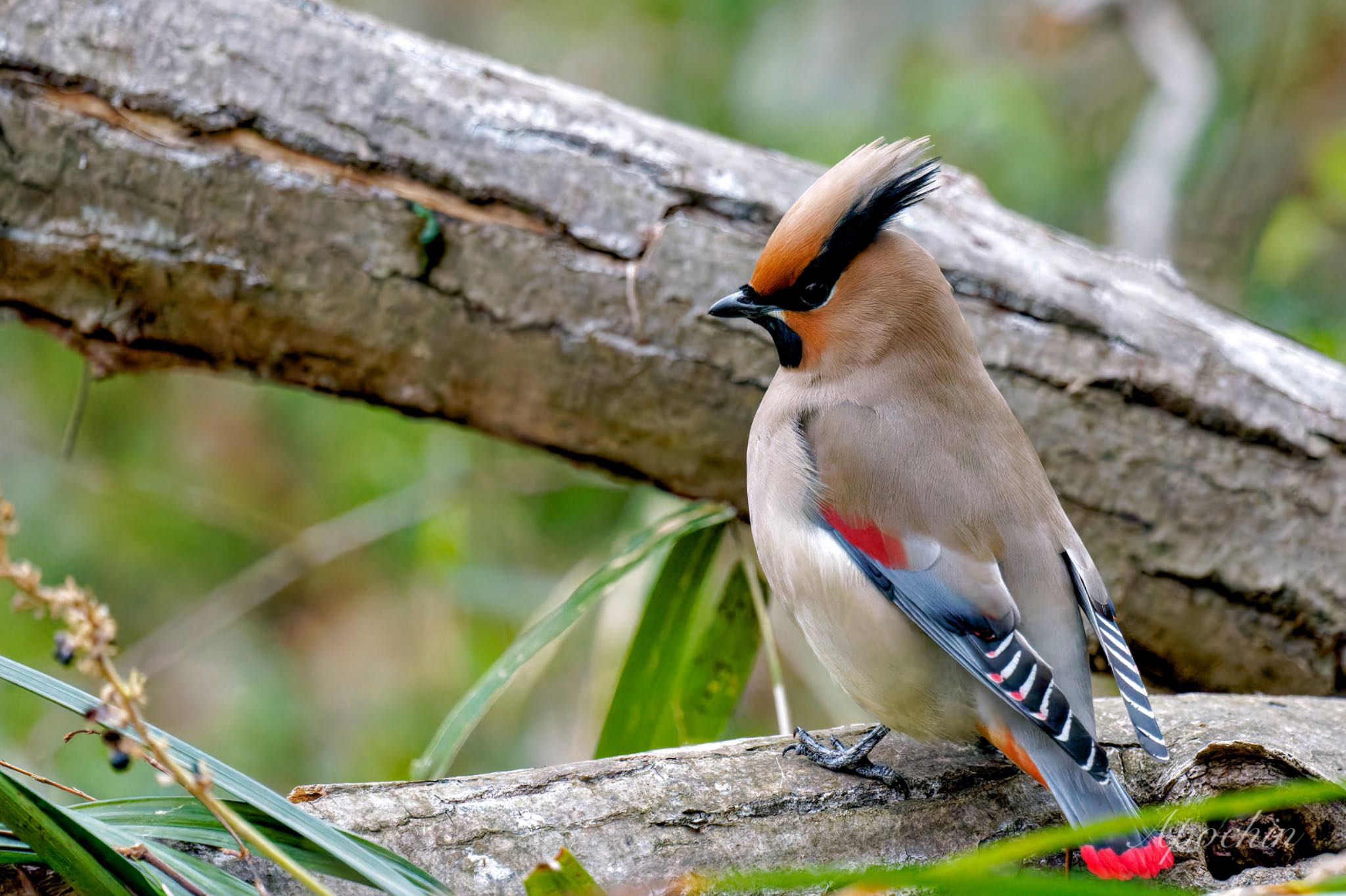 Photo of Japanese Waxwing at Kitamoto Nature Observation Park by アポちん