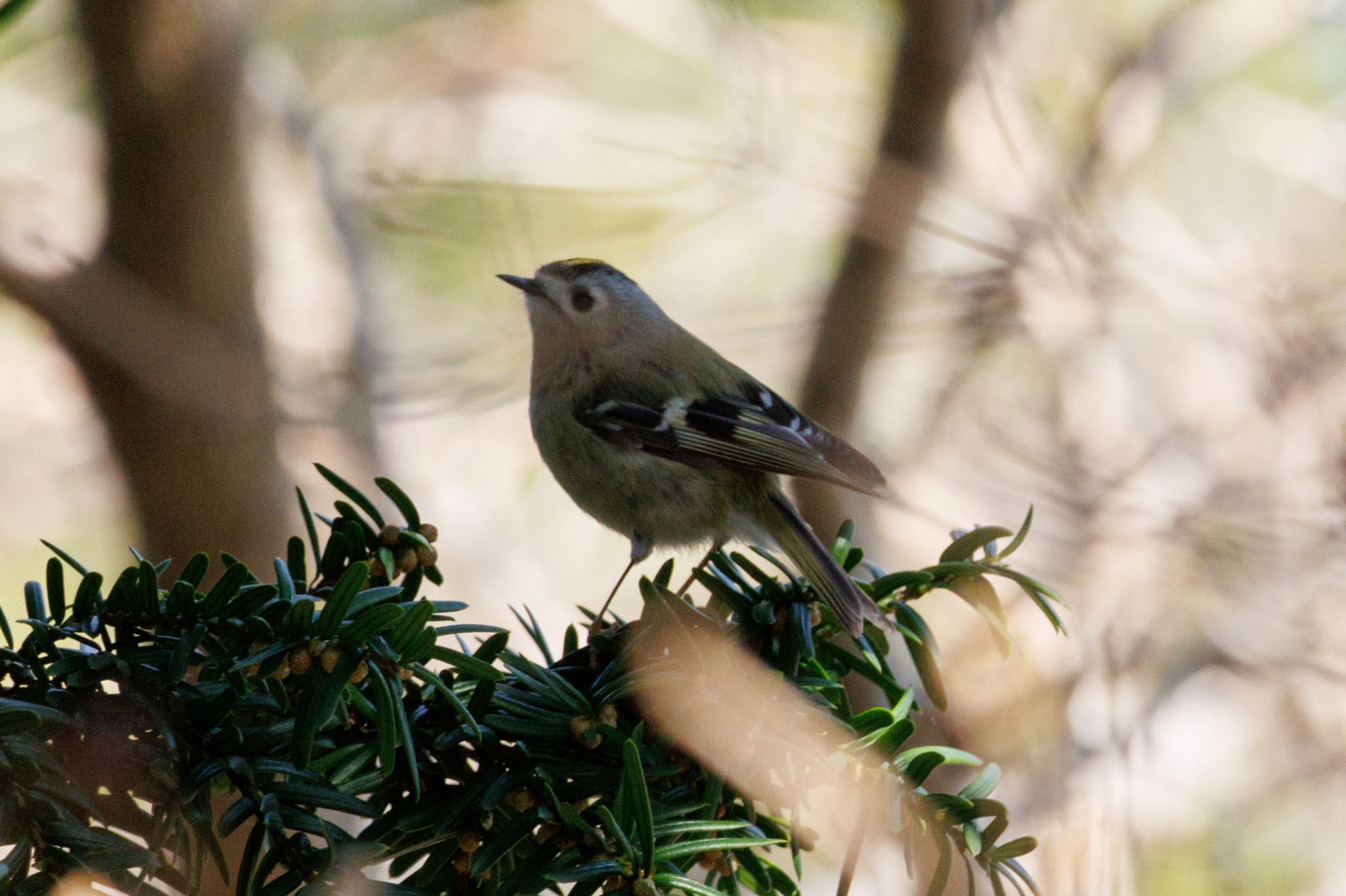 Goldcrest