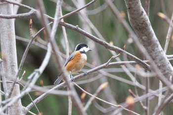 Varied Tit Maruyama Park Thu, 4/11/2024