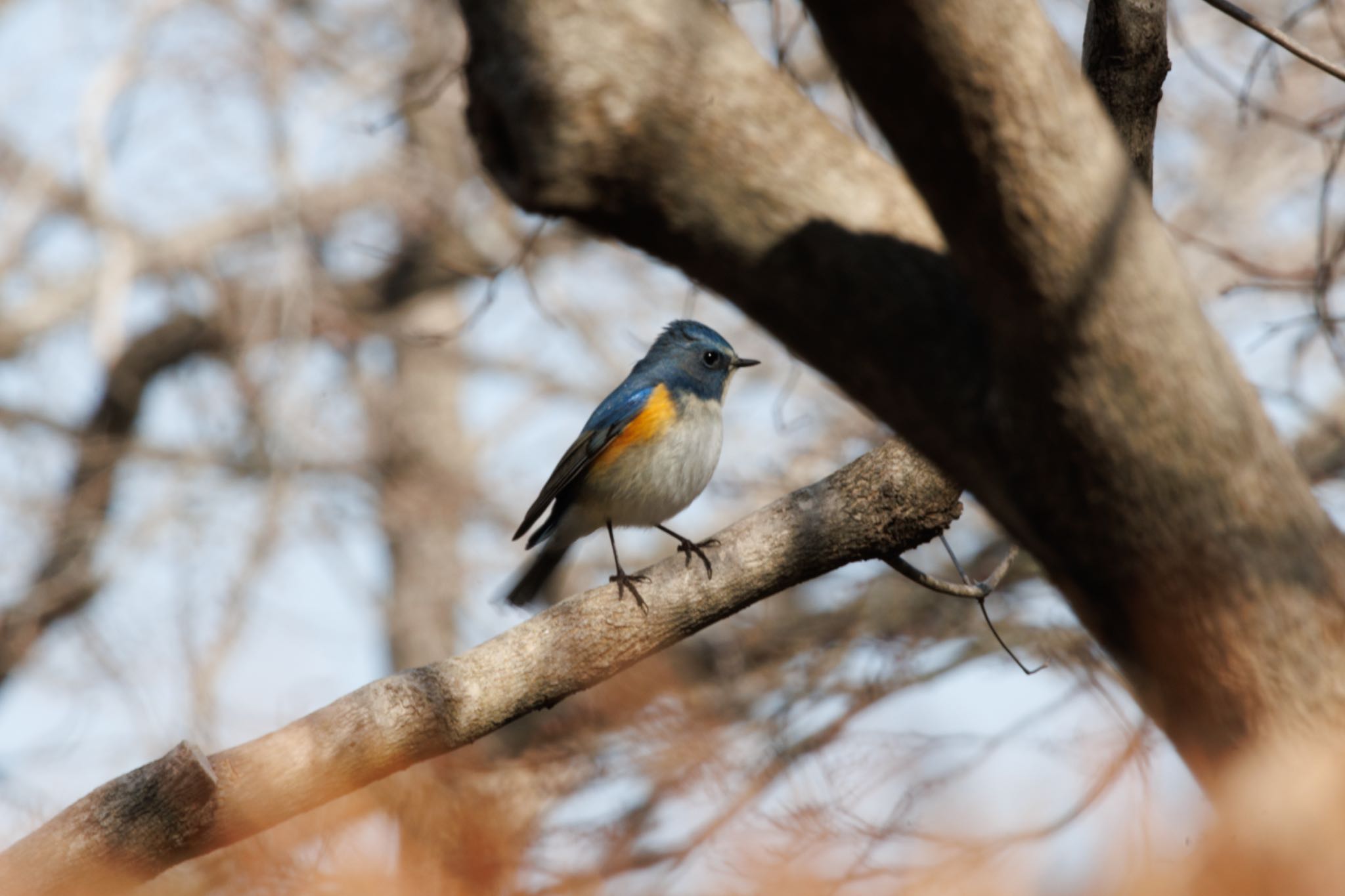 Photo of Red-flanked Bluetail at 出光カルチャーパーク(苫小牧) by シマシマ38