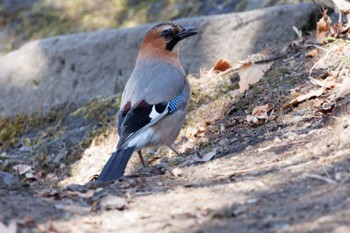 Eurasian Jay(brandtii) 出光カルチャーパーク(苫小牧) Thu, 4/11/2024