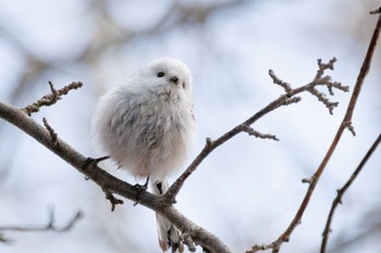 シマエナガ 北大研究林(北海道大学苫小牧研究林) 2024年3月31日(日)