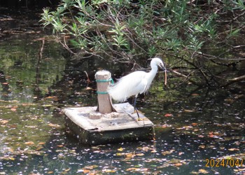 Little Egret 仙台堀川公園(江東区) Thu, 4/11/2024