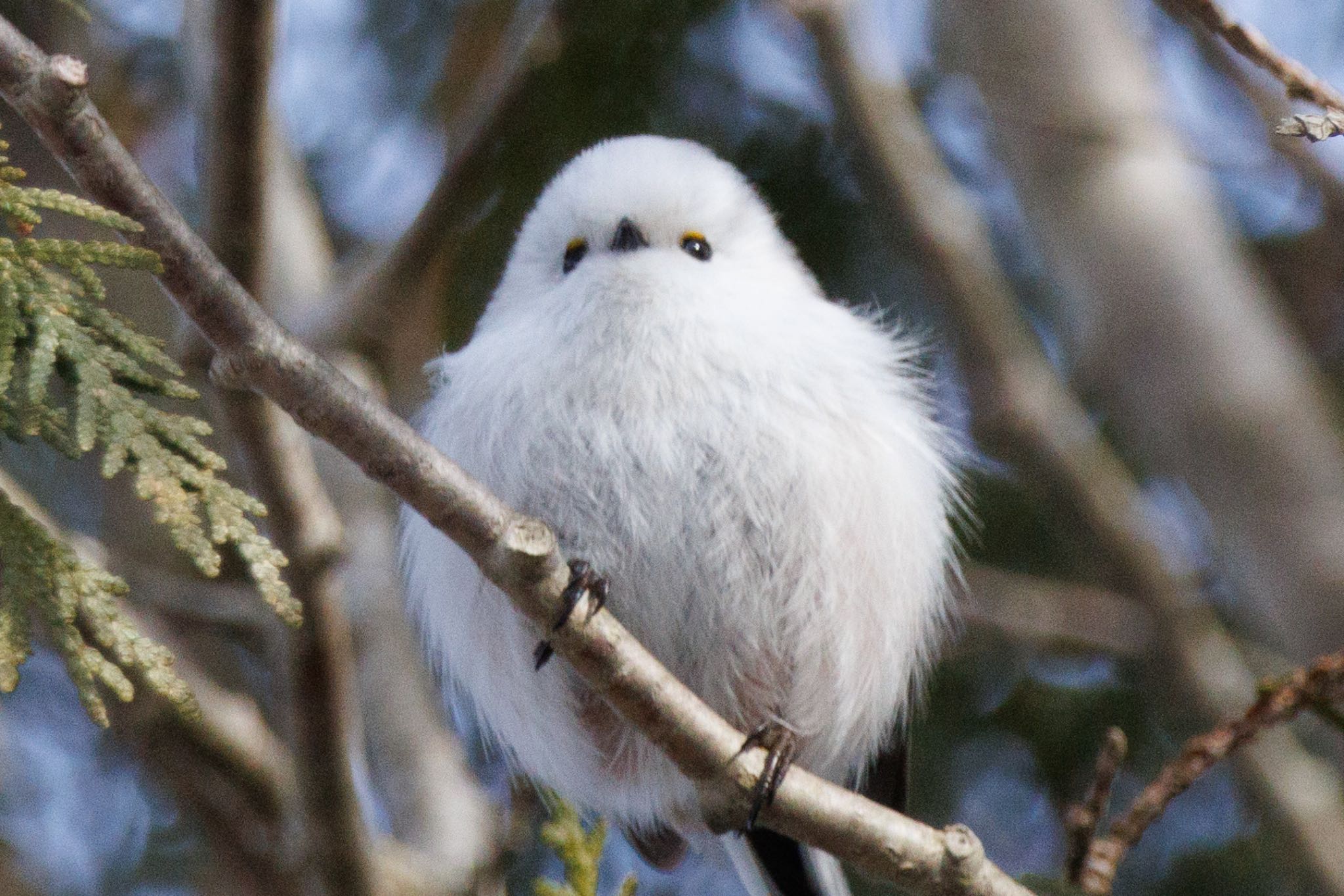 北大研究林(北海道大学苫小牧研究林) シマエナガの写真 by シマシマ38