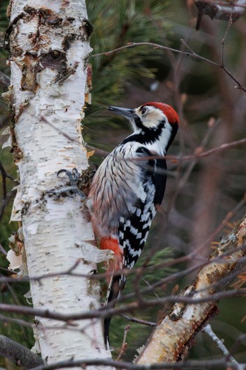 2024年3月10日(日) 北大研究林(北海道大学苫小牧研究林)の野鳥観察記録