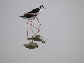 Black-winged Stilt Isanuma Sun, 3/24/2024