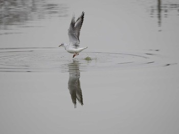 Black-headed Gull Isanuma Sun, 3/24/2024