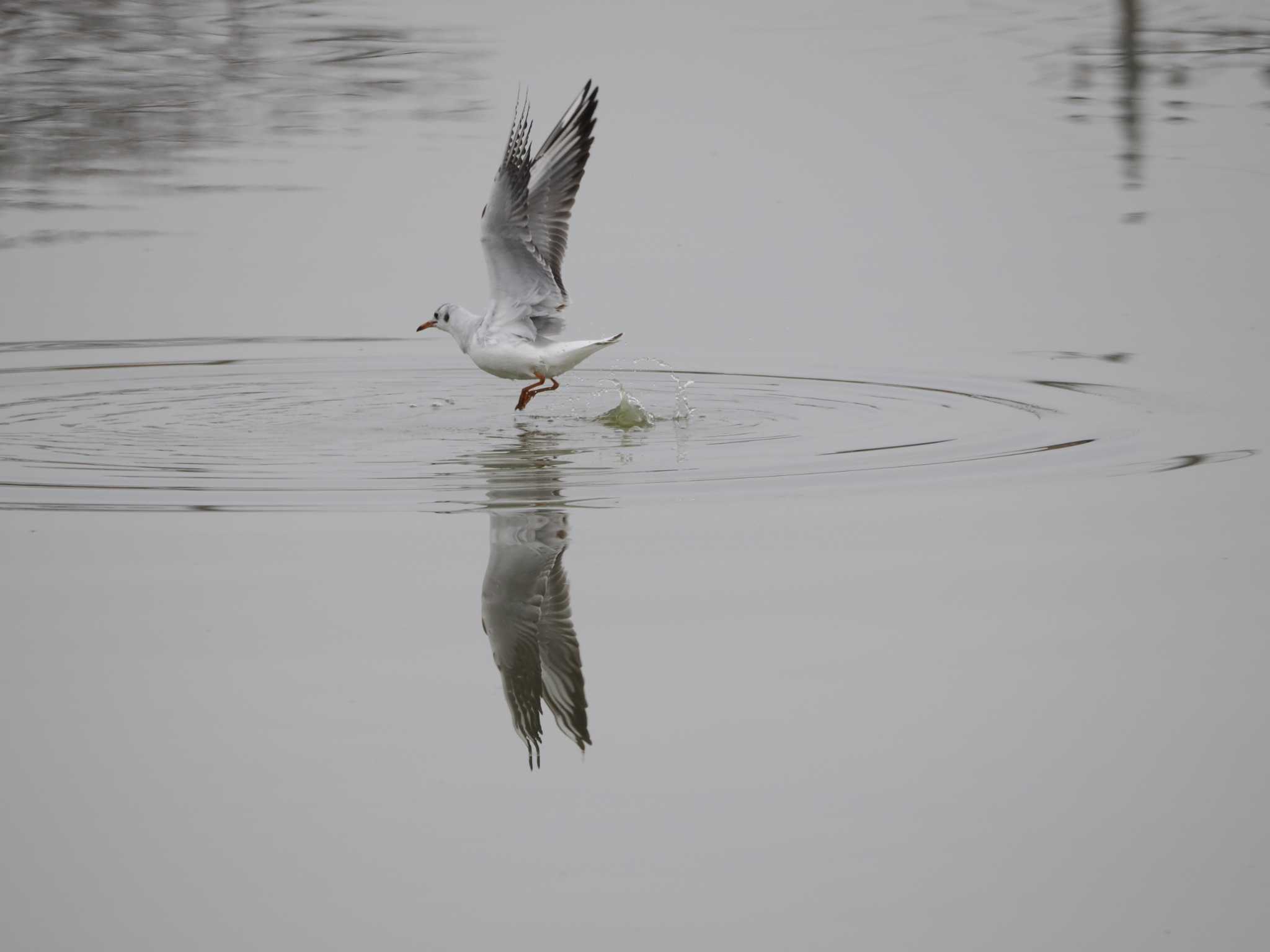 Black-headed Gull