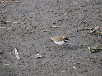 Little Ringed Plover Isanuma Sun, 3/24/2024